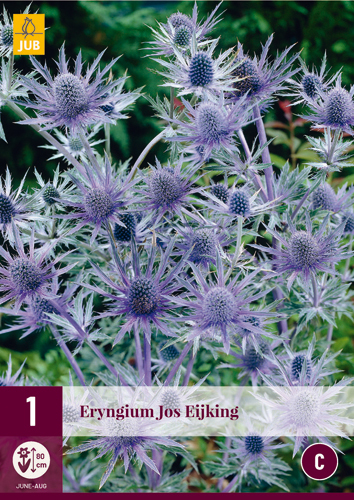 Évelő Eryngium Jos Eijking (Iringó) 1 db JUB