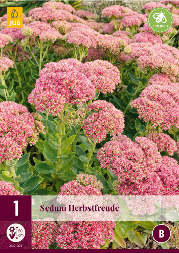 Évelő Sedum Herbstfreude (Varjúháj) 1 db JUB