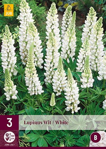 Évelő Lupinus Wit/White (Csillagfürt) 3 db JUB