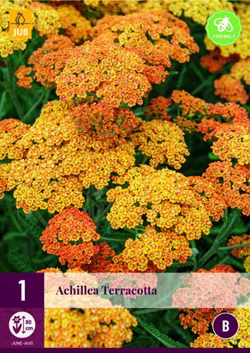 Évelő Achillea Terracotta (Közönséges cickafark) 1 db JUB