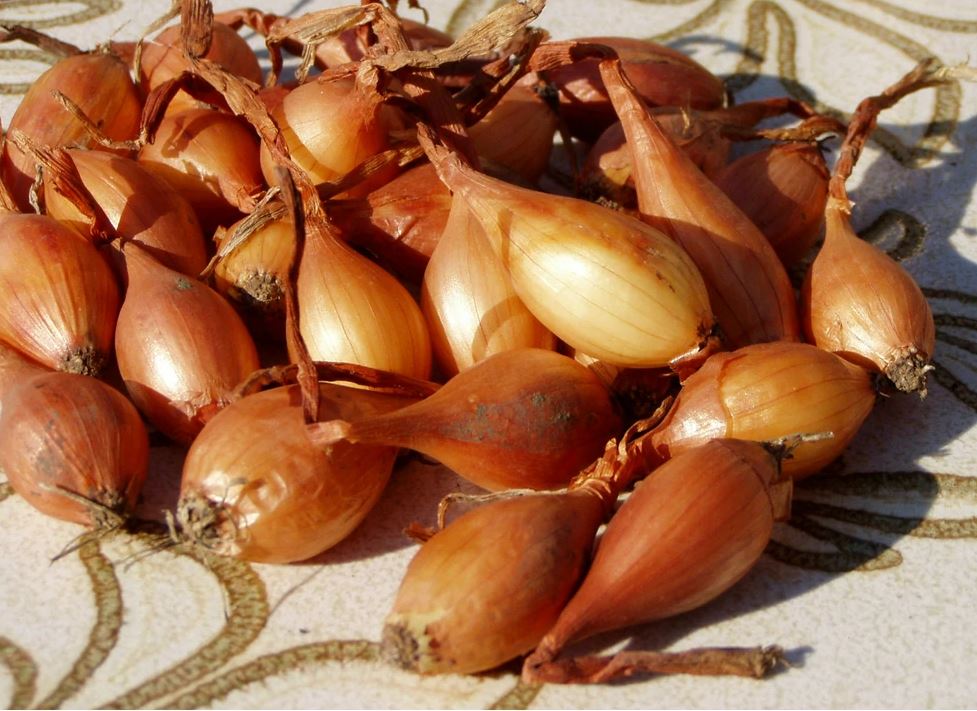 Dughagyma Makói őszi 500g VM