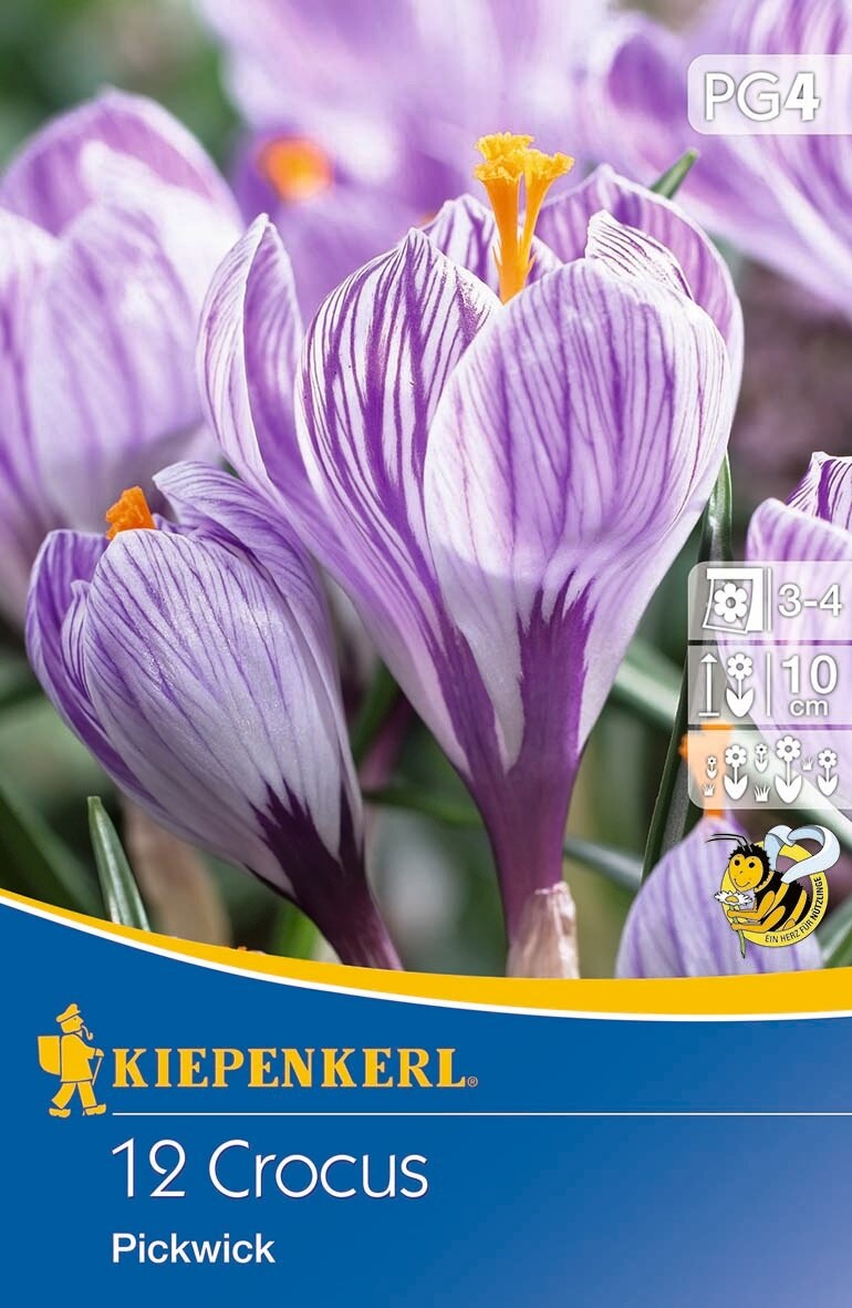 Virághagyma Nagyvirágú Krókusz Pickwick 12 db Kiepenkerl