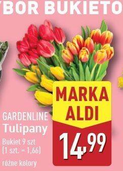 Tulipany Gardenline