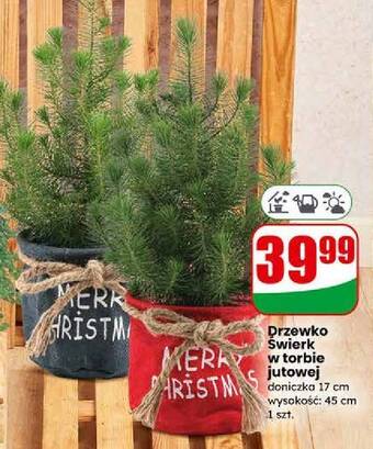 Świerk w torbie jutrowej