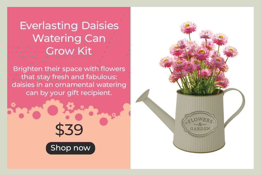 Everlasting Daisies Watering Can Grow Kit