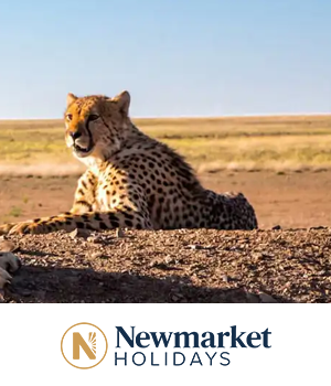 Newmarket Holidays: Cheetah resting on arid, sunlit grassland under clear blue sky.