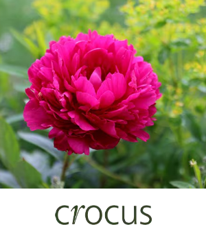 Crocus: Close up of a crimson coloured peony