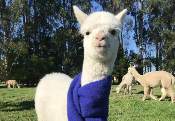 Feeding Friendly Alpacas