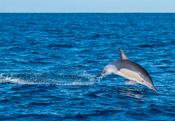 Swim with Dolphins