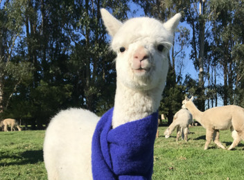 Feeding Friendly Alpacas