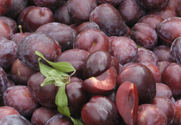 4kg Hawkes Bay Black Doris Plums