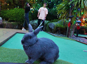 Round of Mini Golf with the Rabbits