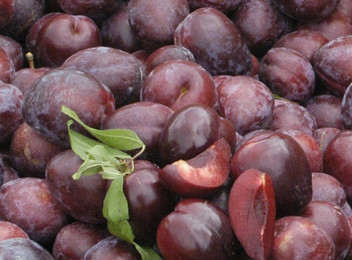 4kg Hawkes Bay Black Doris Plums