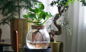 Plante hydroponique avec vase en verre