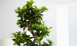 1 ou 2 Ficus 'Ginseng' bonsaïs en forme de S 1 ou 2 Ficus 'Ginseng' bonsaïs en forme de S