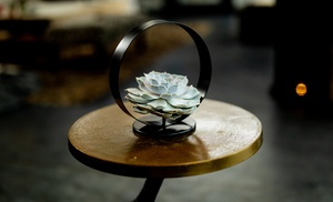 Wortelloze vetplant Wortelloze vetplant