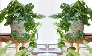 Lot de 2 plantes Monstera Minima ou Monkey-Mask Lot de 2 plantes Monstera Minima ou Monkey-Mask