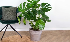 Plante Monstera Deliciosa Plante Monstera Deliciosa