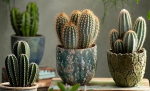 6 of 12 mini cacti of vetplanten