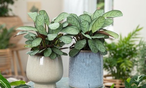 2 plants de Ctenanthes