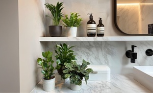 Assortiment de 5 plantes purificatrices d'air 25-40 cm Assortiment de 5 plantes purificatrices d'air 25-40 cm