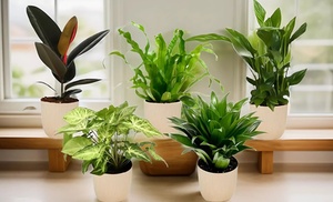 Set de 5 plantes d'intérieur purificatrices d'air 