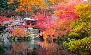 Set van 4 Japanse esdoorns 'Acer Palmatum'