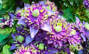 Set van 2 of 4 clematissen ''Taiga''