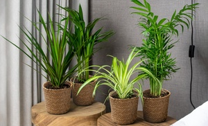 Lot de 4 plantes purificatrices d'air