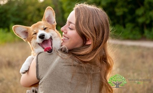 Online-Kurs: Tier-Naturheilkunde