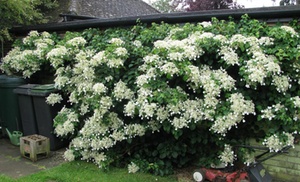 3er- oder 6er-Set Kletterhortensien mit Blüten in Weiß