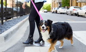 Online-Hundeschule & Training: Effektives Training für deinen 4-Beiner