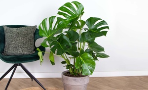 1x oder 2x XL Fensterblatt Pflanze Monstera Deliciosa