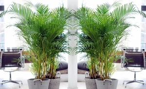 Luftreinigende Areca-Palme