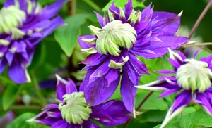 2er- oder 4er-Set Waldreben (Clematis) Taiga