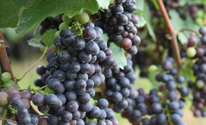 3er- oder 6er-Set Rebpflanzen