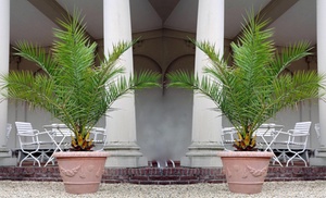 Kanarische Dattelpalme Kanarische Dattelpalme