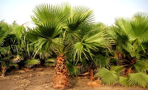 1x oder 2x Mexikanische Washingtonpalme