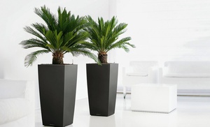 2x Japanischer Palmfarn (Cyca Revoluta)