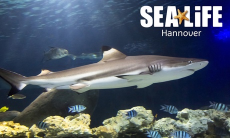 Ticket für 1 Kind oder 1 Erwachsenen für das „SEA LIFE Hannover“ Ticket für 1 Kind oder 1 Erwachsenen für das „SEA LIFE Hannover“
