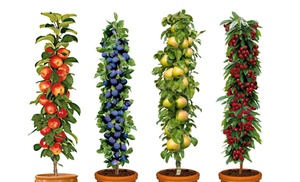 4er- oder 8er-Set Säulen-Obst-Kollektion 4er- oder 8er-Set Säulen-Obst-Kollektion