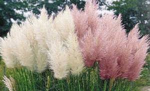 3er- oder 6er-Set Pampasgräser 3er- oder 6er-Set Pampasgräser