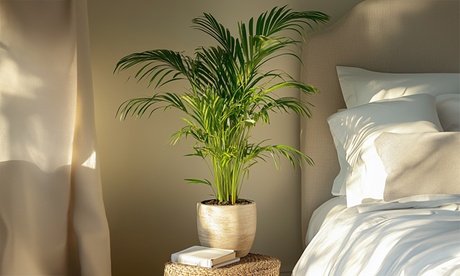 Luftreinigende Areca-Palme