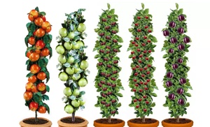 5er-Set Obstbäume: Apfel, Birne, Süßkirsche, Sauerkirsche und Pflaume 5er-Set Obstbäume: Apfel, Birne, Süßkirsche, Sauerkirsche und Pflaume