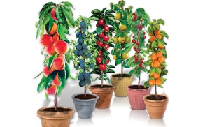 Packung mit 6 Säulenobstbäume - Obstbaum - 80 CM hoch Packung mit 6 Säulenobstbäume - Obstbaum - 80 CM hoch