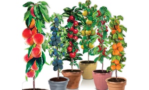 4er-, 6er-, 8er- oder 12er-Set selbstbefruchtende Säulen-Obstbäume 4er-, 6er-, 8er- oder 12er-Set selbstbefruchtende Säulen-Obstbäume