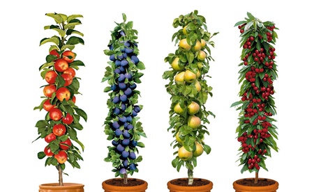 4er- oder 8er-Set Säulen-Obst-Kollektion 4er- oder 8er-Set Säulen-Obst-Kollektion