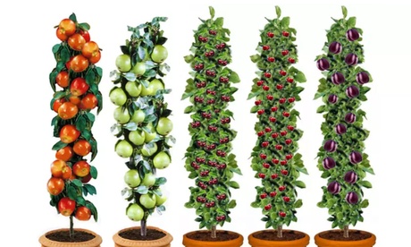 5er-Set Obstbäume: Apfel, Birne, Süßkirsche, Sauerkirsche und Pflaume 5er-Set Obstbäume: Apfel, Birne, Süßkirsche, Sauerkirsche und Pflaume