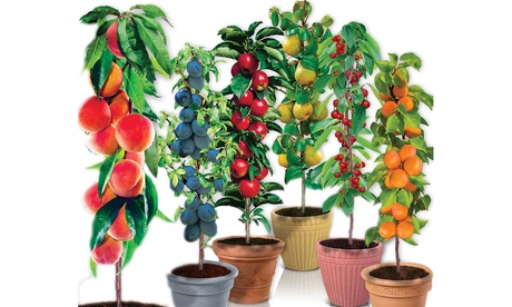 4er-, 6er-, 8er- oder 12er-Set selbstbefruchtende Säulen-Obstbäume 4er-, 6er-, 8er- oder 12er-Set selbstbefruchtende Säulen-Obstbäume