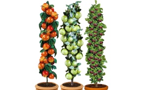 3x XXL-Obstbäume 3x XXL-Obstbäume